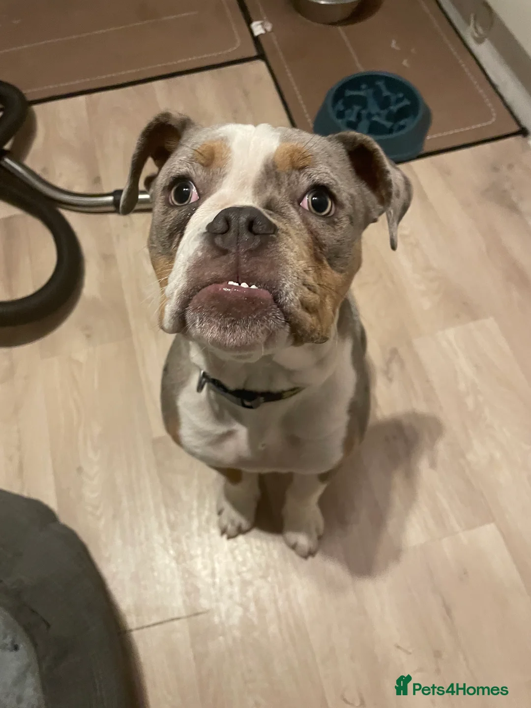 Old Tyme Bulldog dogs for sale: Merle old tyme English girl  - Advert 3