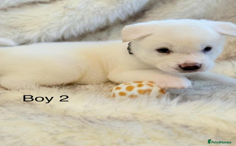 Akita dogs - Advert 2