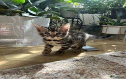 Bengal cats for sale: ❤️ Gorgeous Pure Bengal Kittens Available ❤️ - Image 32