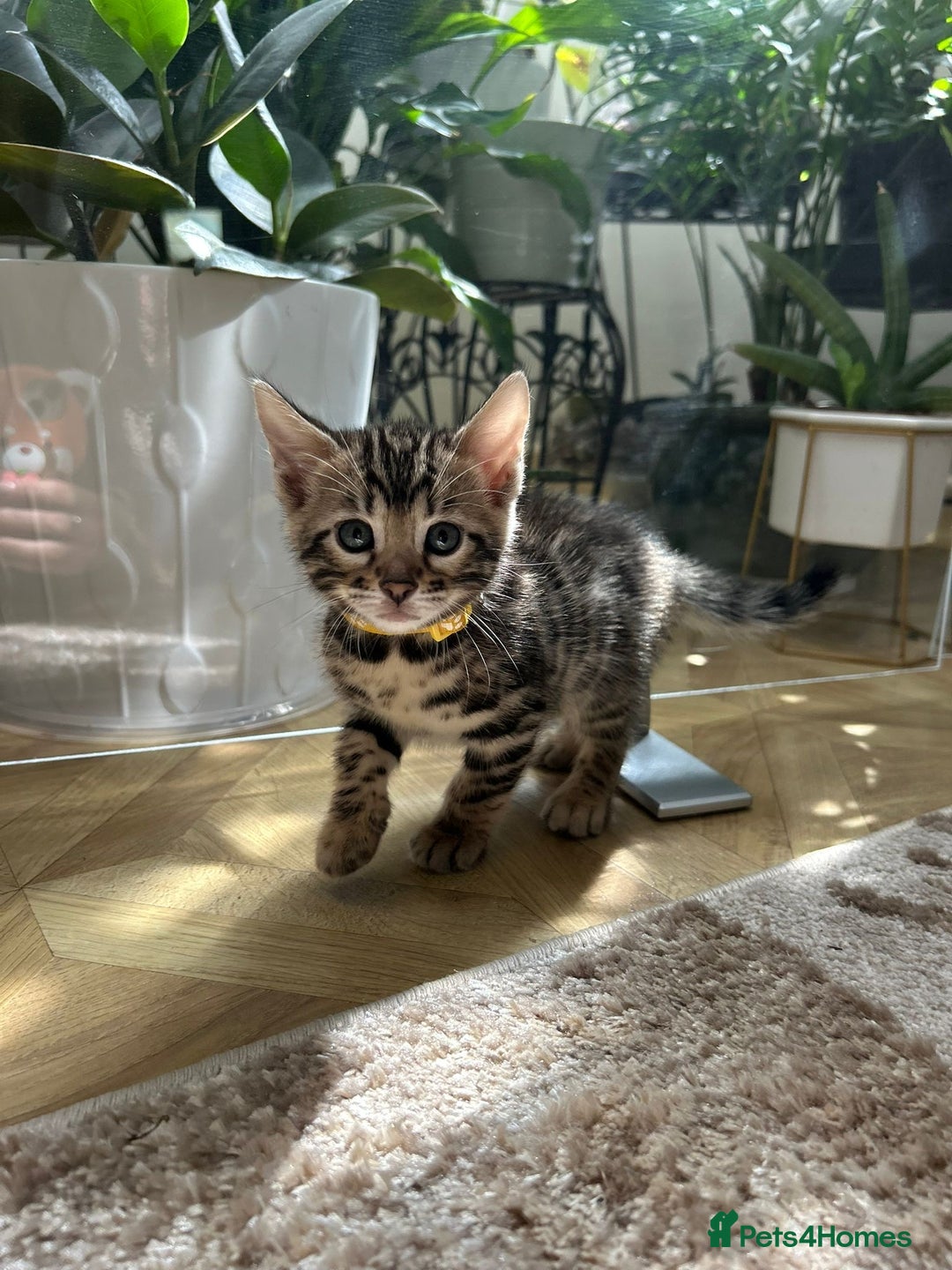 Bengal cats for sale: ❤️ Gorgeous Pure Bengal Kittens Available ❤️ - Image 32