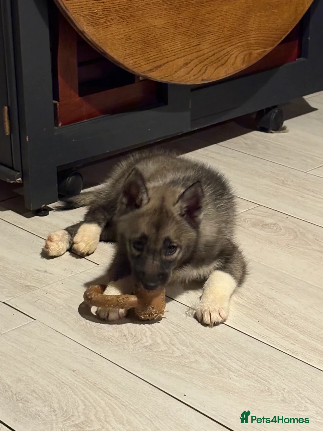 Siberian Husky dogs for sale: Ready now Kc reg Siberian husky puppy 1 female  - Advert 15