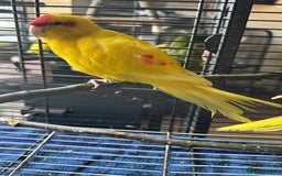 Parakeets birds for sale: Bonded pair of Kakarikis  - Image 5