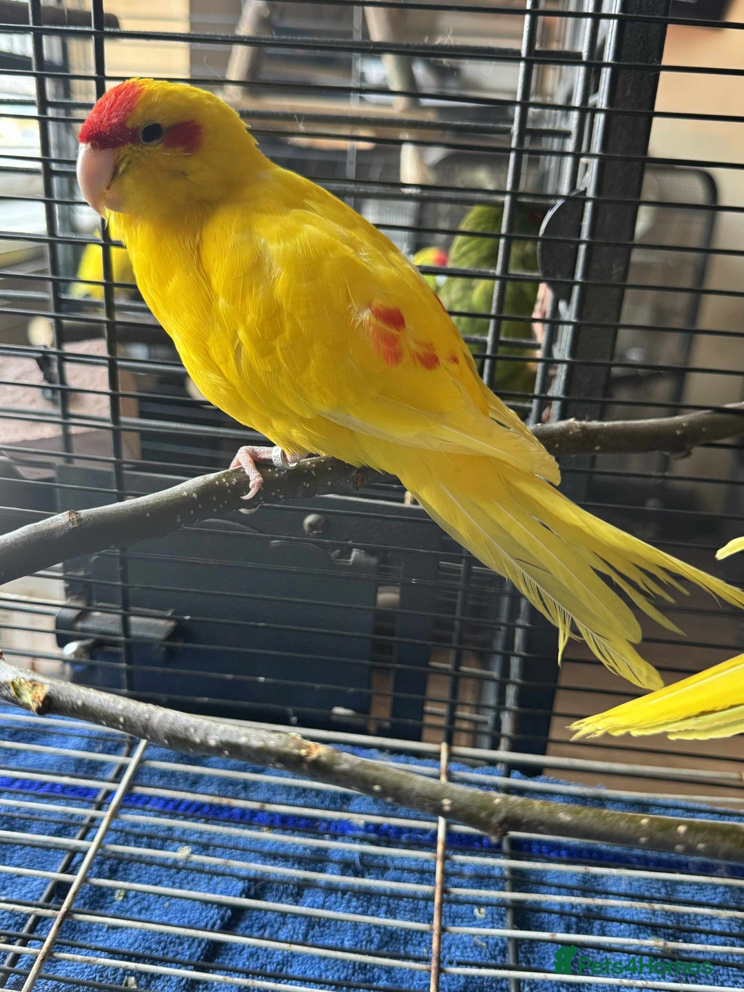 Parakeets birds for sale: Bonded pair of Kakarikis  - Image 5