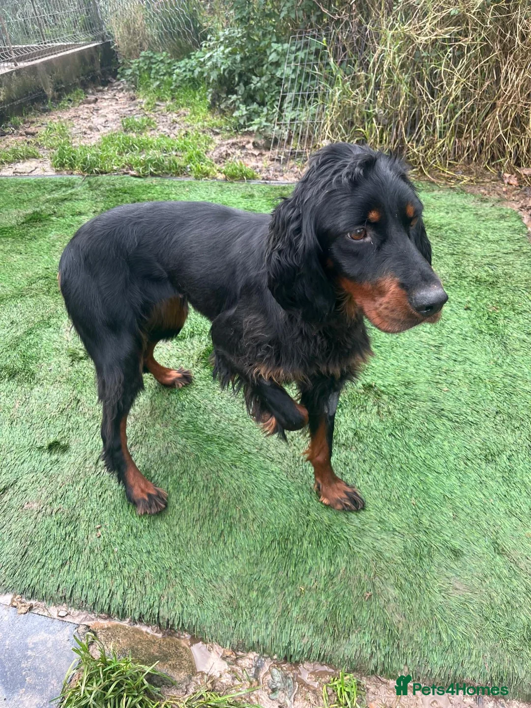 Gordon Setter dogs for adoption: Ona   - Advert 7