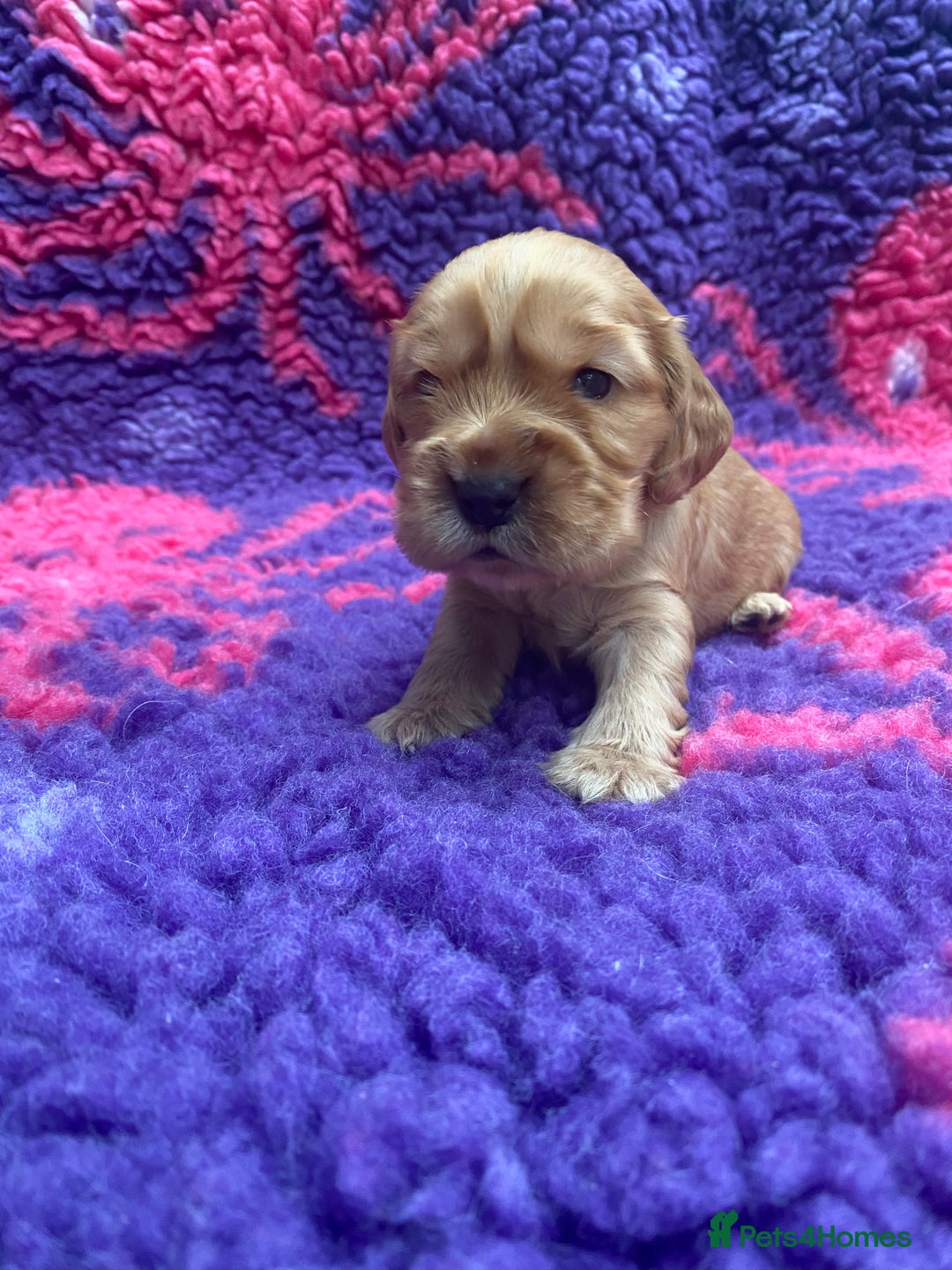 Cocker Spaniel dogs for sale: KC Reg Show Type Golden Cocker Spaniel puppies - Image 12