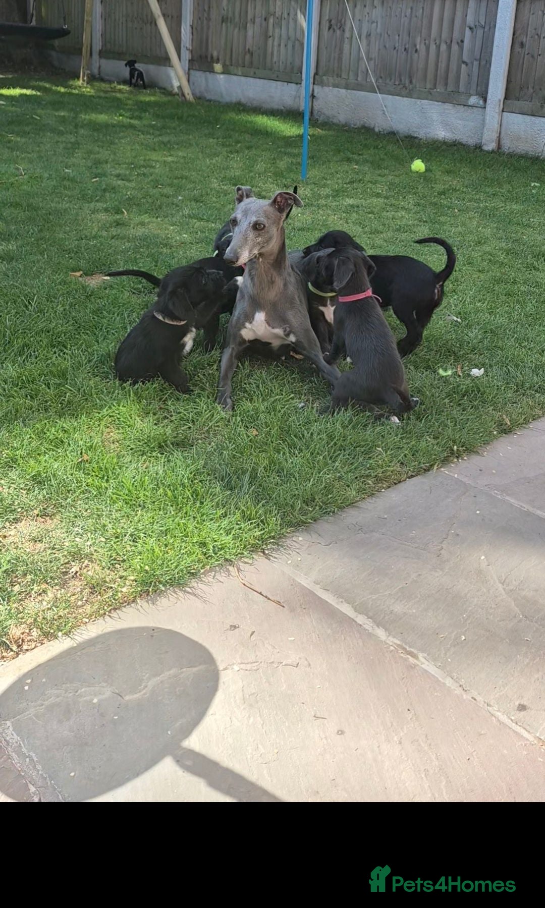 Mixed Breed dogs First cross Bedlington x whippet pup - Advert 17