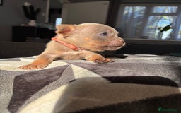 Mixed Breed dogs for sale: Frenchbulldog X pocket bully puppies - Image 6