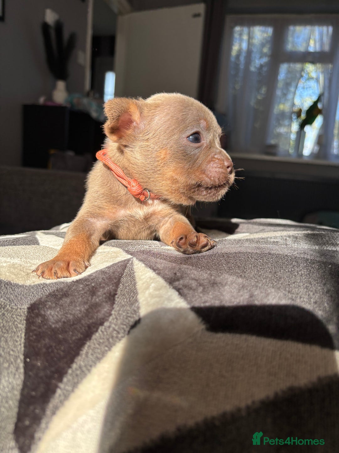 Mixed Breed dogs for sale: Frenchbulldog X pocket bully puppies - Image 6