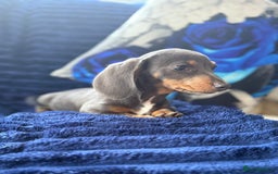 Miniature Dachshund dogs for sale: Miniature dachshund puppies  - Image 7