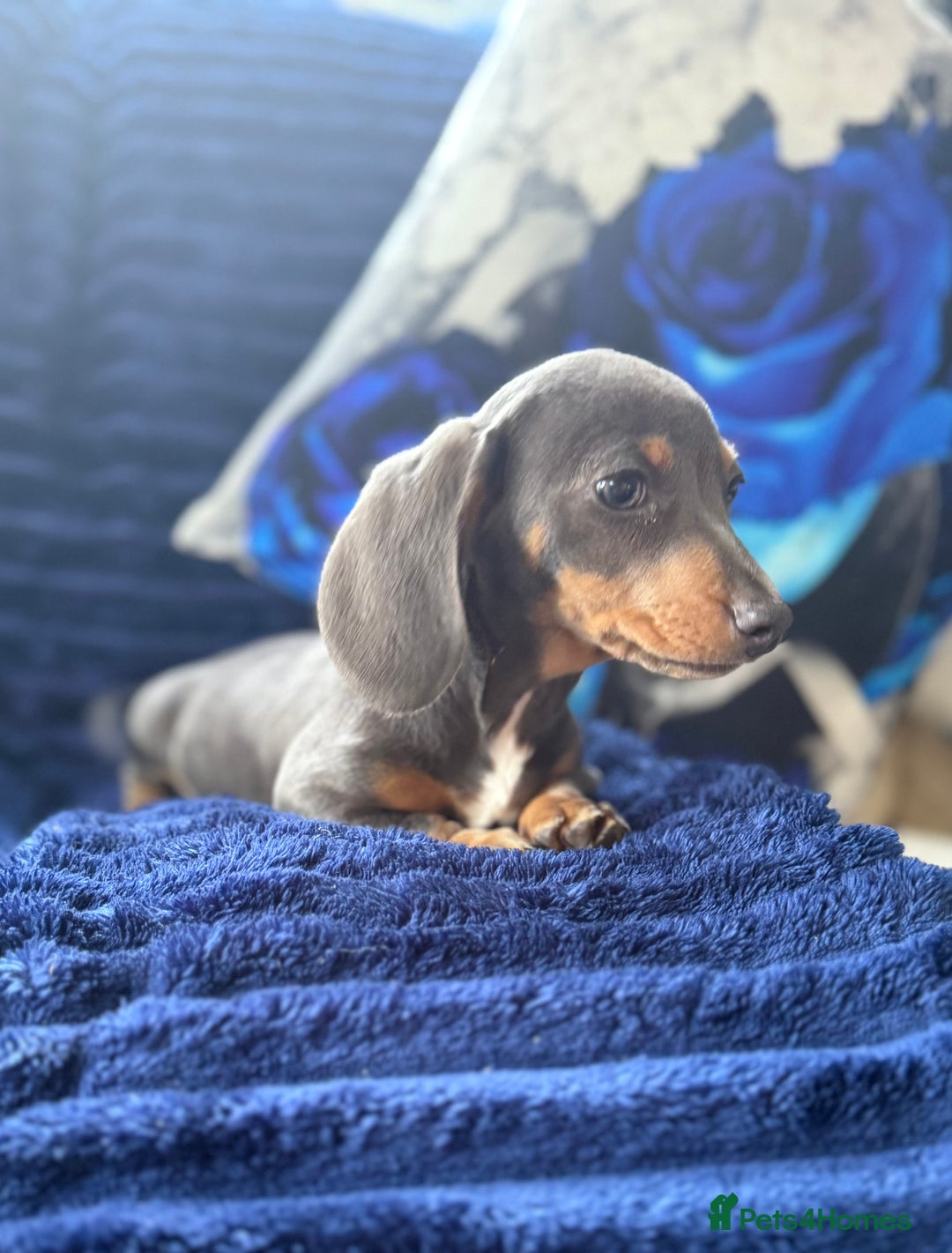 Miniature Dachshund dogs for sale: Miniature dachshund puppies  - Image 7