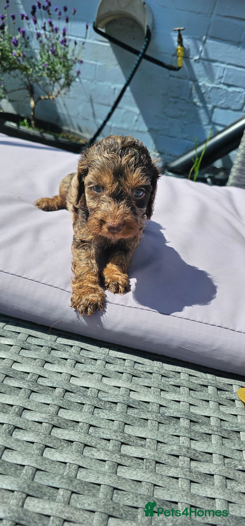 Cockapoo dogs Stunning litter of chocolate merle cockapoos - Advert 1