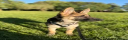 German Shepherd dogs for sale: Female German Shepard - Advert 2