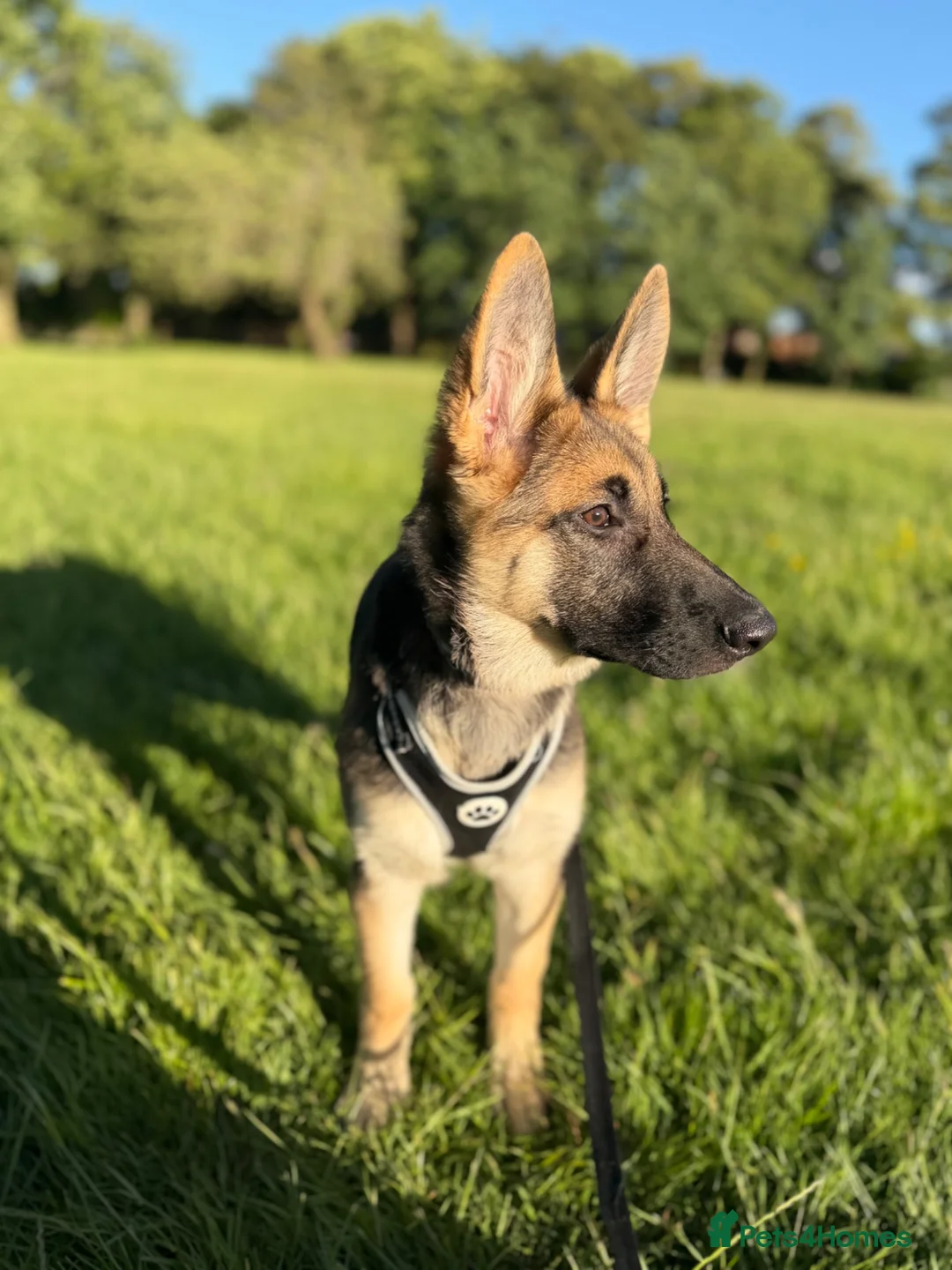 German Shepherd dogs for sale: Female German Shepard - Advert 2