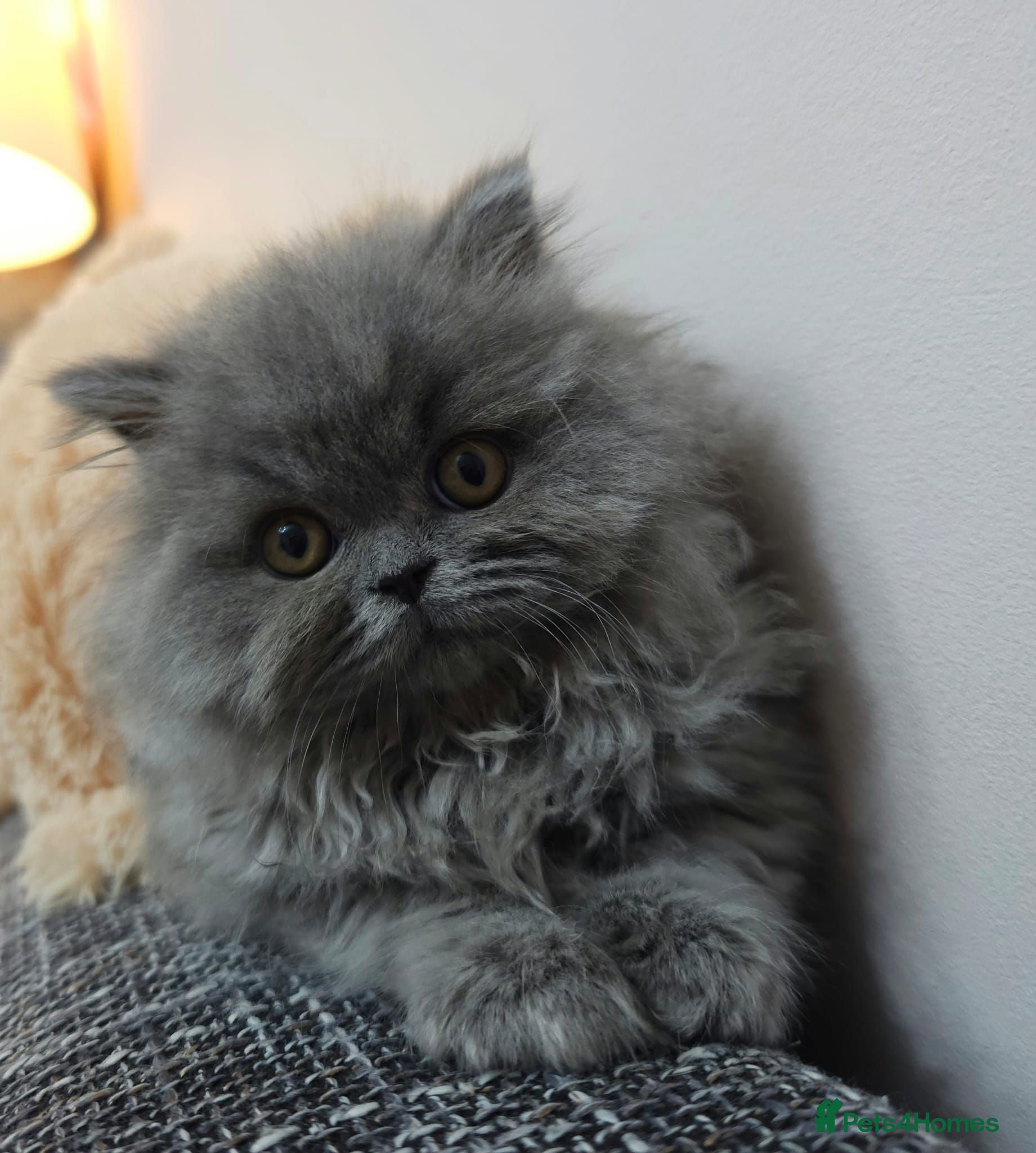 British Longhair cats ✨️Exceptional Blue British Longhair boy✨️ - Advert 2