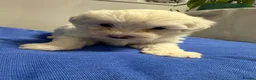 Bichon Frise dogs for sale: 🐾 Gorgeous Bichon Frise Puppies – Ready Soon - Advert 9