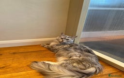 Maine Coon cats for sale: Beautiful retired girls  - Image 3