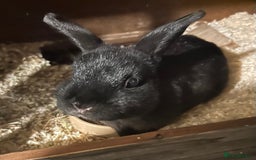 English rabbits for sale: 3 Rabbits  - Image 1
