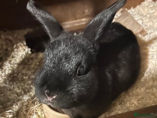 English rabbits - Advert 1