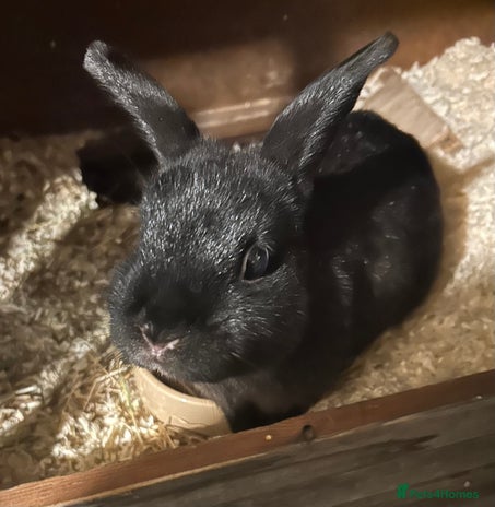 English rabbits - Advert 1