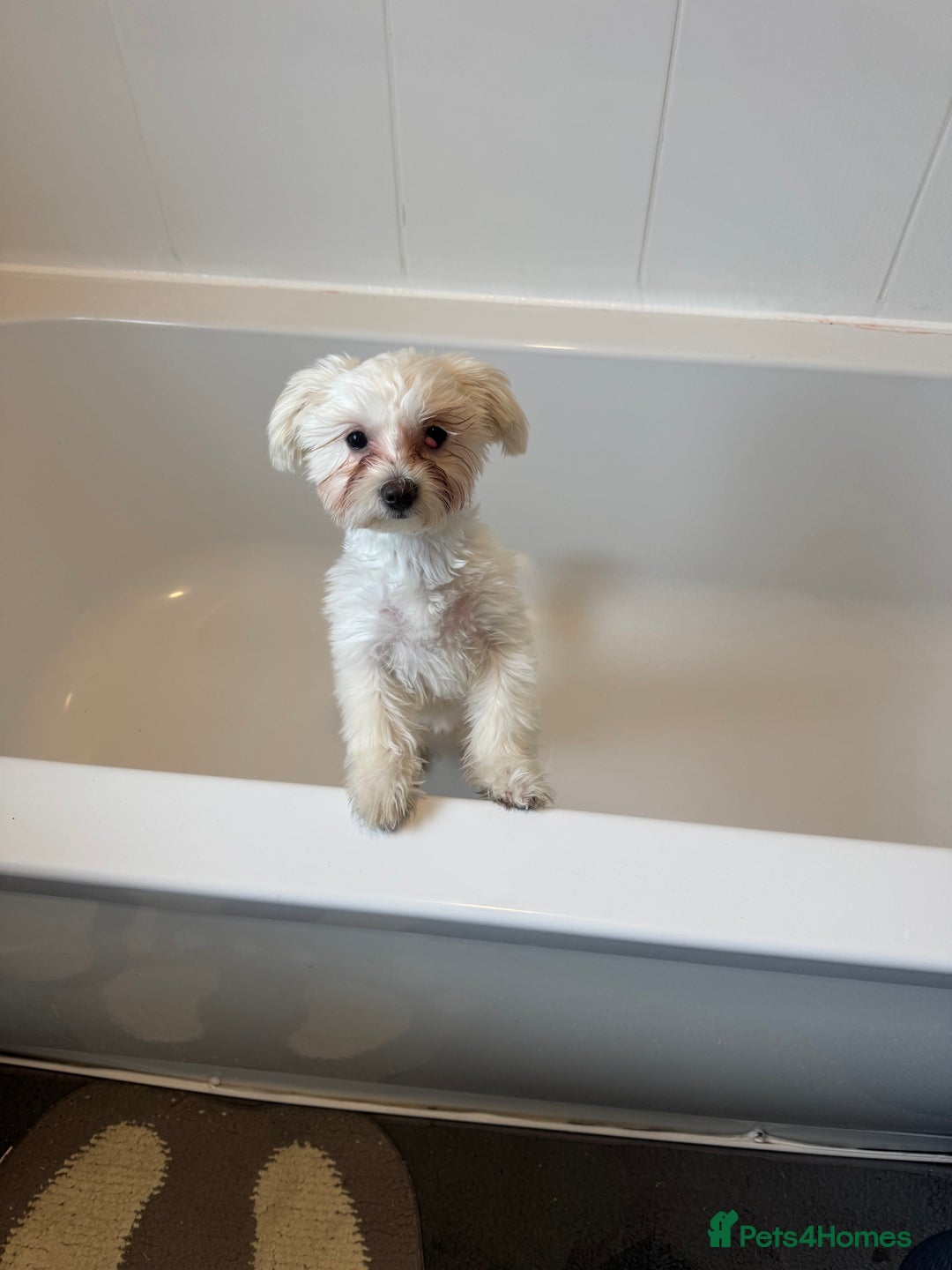 Bichon Frise dogs for sale: Sweet & Loving Bichon Frise Girl Looking for home  - Advert 9