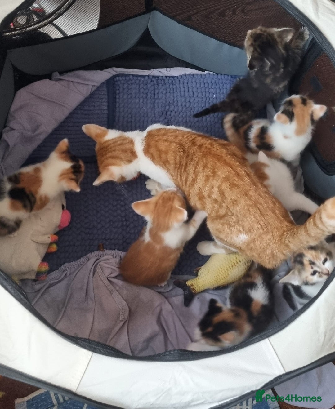 Mixed Breed cats for sale: Beautiful Kittens for Sale – 3 Females & 3 Males - Advert 6