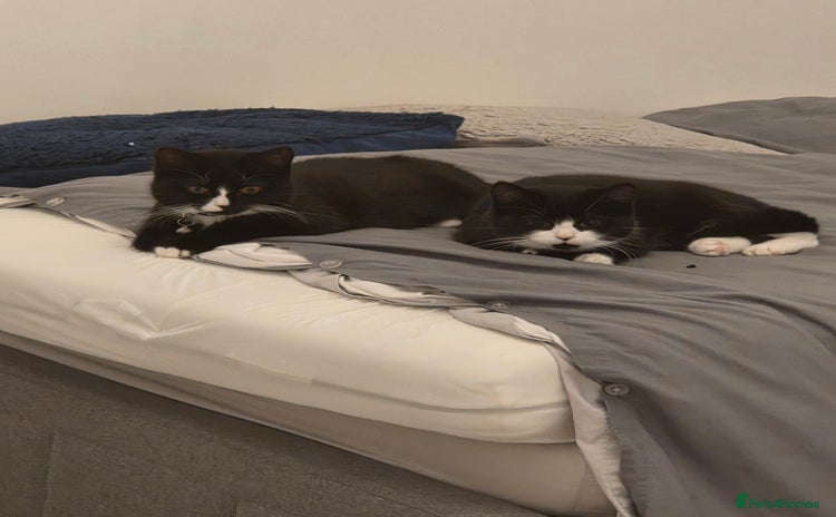 Mixed Breed cats - Advert 1