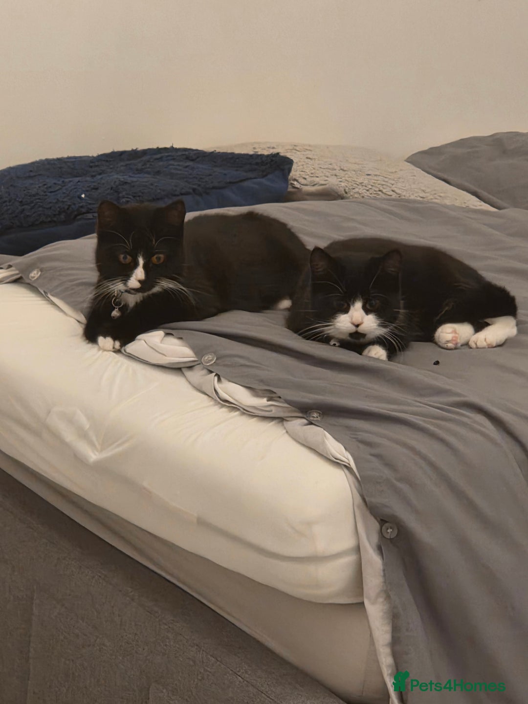 Mixed Breed cats for sale: Two playful kittens - Image 1