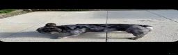 French Bulldog dogs for stud: French bull dog (Merle) - Advert 5