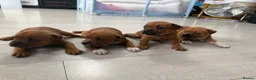 Staffordshire Bull Terrier dogs for sale: 🐾Beautiful Red Staffy Puppies - 2 boys 2 girls 🐾 in Belvedere - Advert 9