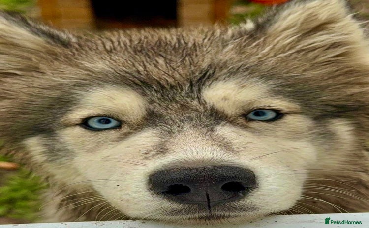 Siberian Husky dogs - Advert 1