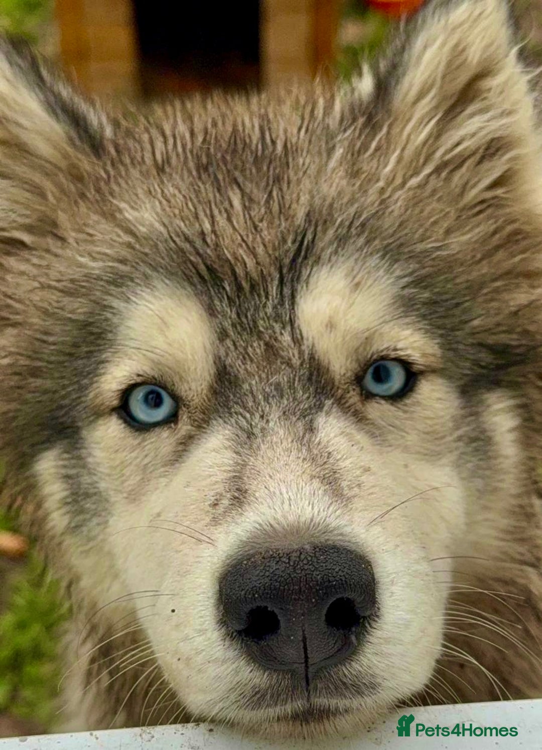 Siberian Husky dogs for adoption: Sky’s Story: From Darkness to Hope - Image 1