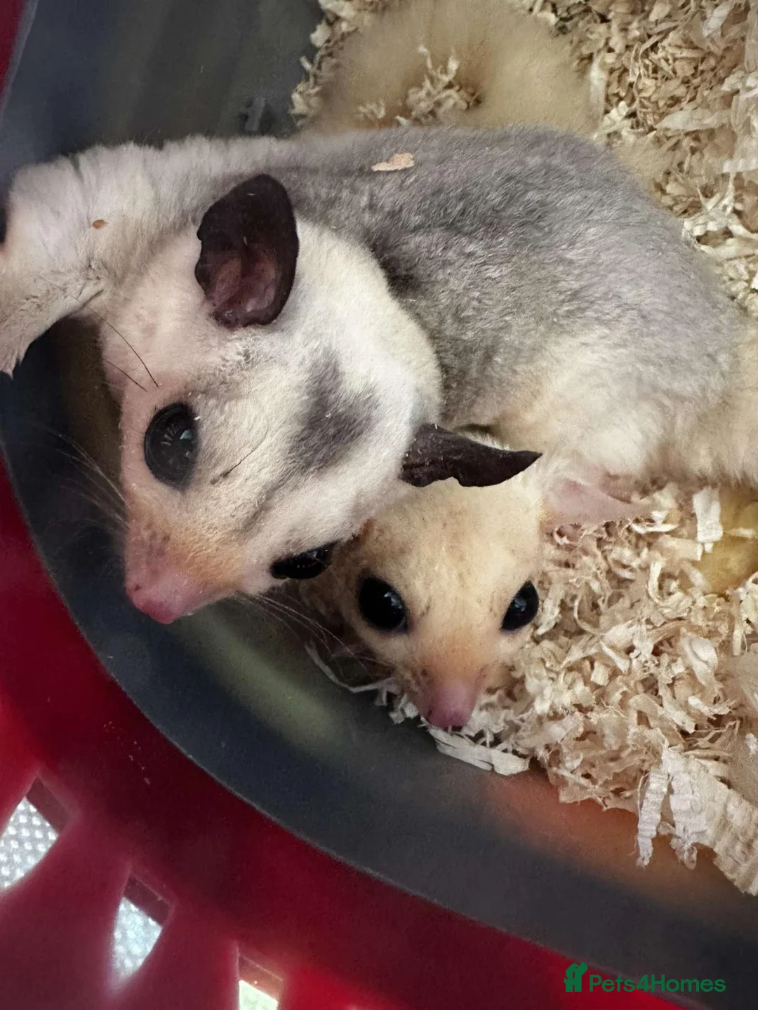 Sugar Glider rodents for sale: 2 female sugar gliders in Falmouth - Advert 1