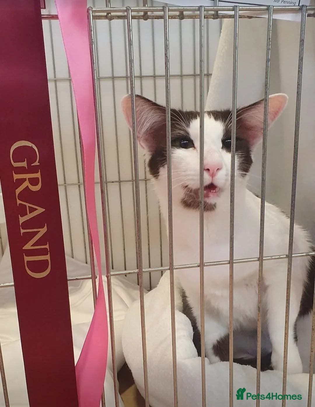 Oriental cats for sale: Grand Champion girl needs a retirement home - Advert 2