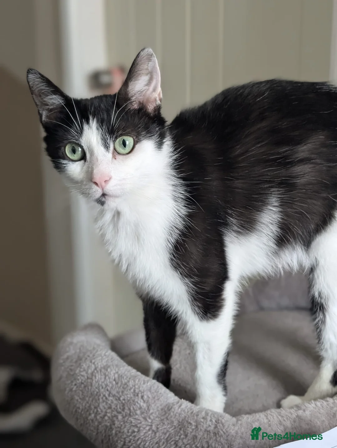 Mixed Breed cats for sale: Rescue cat - Advert 2