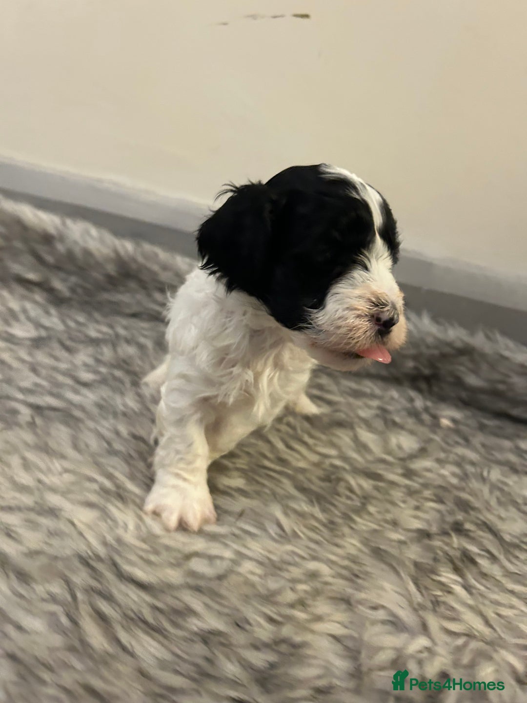 Havanese dogs for sale: 🐾 8 Havanese Puppies for Their Forever Homes 🐾 - Image 7