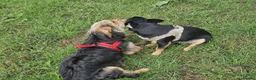 Mixed Breed dogs for sale: Corkie pups for sale - Advert 5