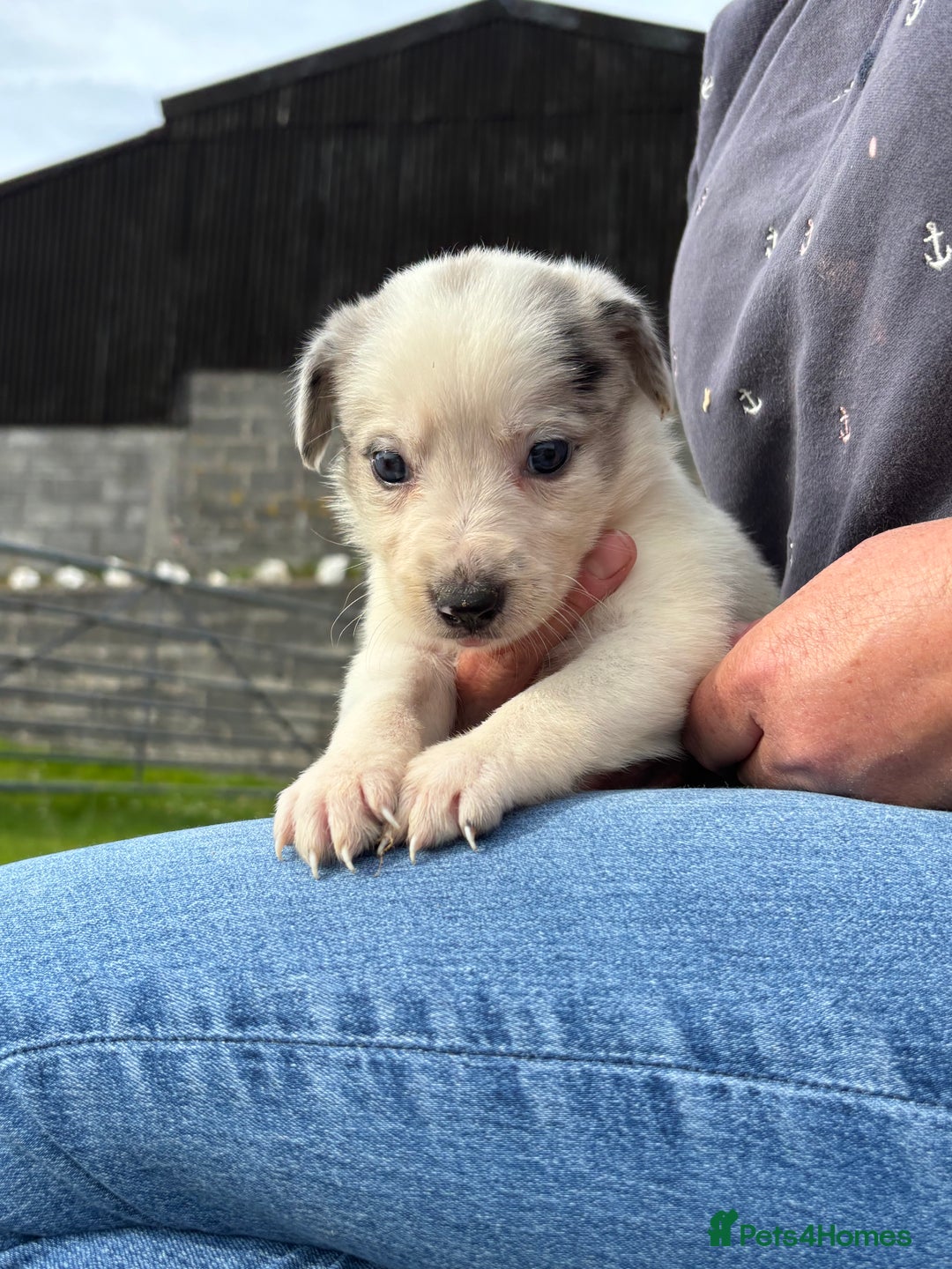 Border Collie dogs for sale: 7 Blue / white merle border collie puppies. - Image 10