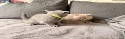 British Shorthair cats for sale: Left 1 female fluffy British shorthair kitty!!!… - Advert 13