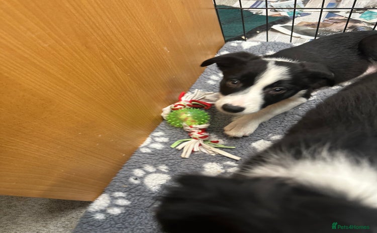 Border Collie dogs - Advert 12