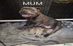 Staffordshire Bull Terrier dogs for sale: Blue Staffies Kc Registered - Image 12