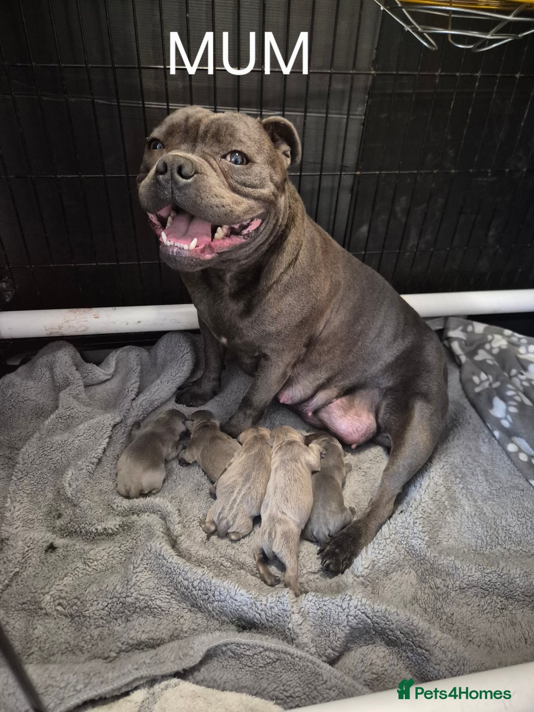 Staffordshire Bull Terrier dogs for sale: Blue Staffies Kc Registered - Image 12