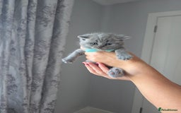 British Shorthair cats for sale: BRITISH SHORTHAIR KITTENS  - Image 16