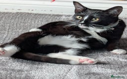 Mixed Breed cats for sale: Kitten for sale  - Image 4