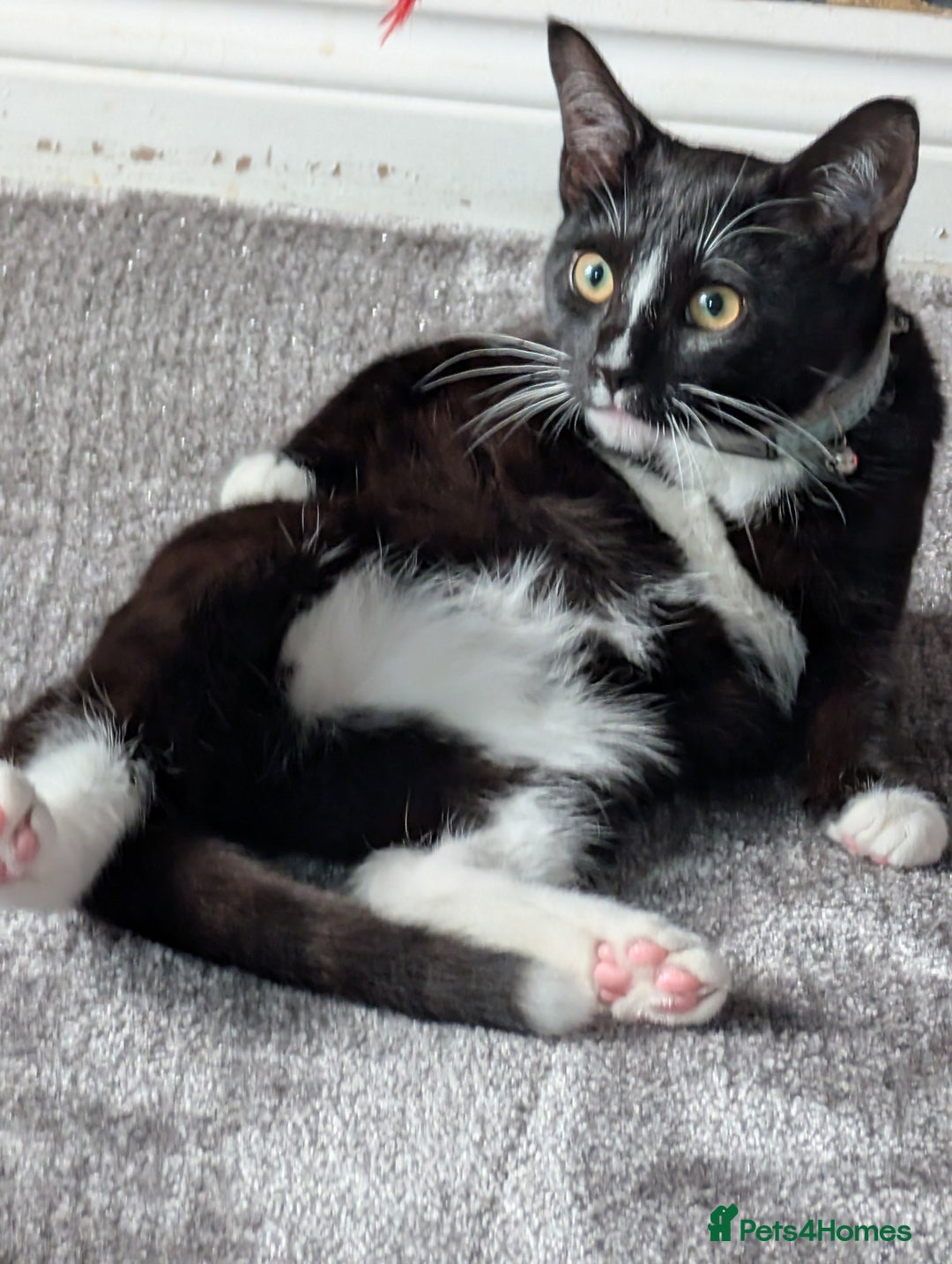 Mixed Breed cats for sale: Kitten for sale  - Image 4