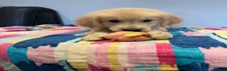 Golden Retriever dogs for sale: Beautiful golden retriever pups ready now  - Advert 8