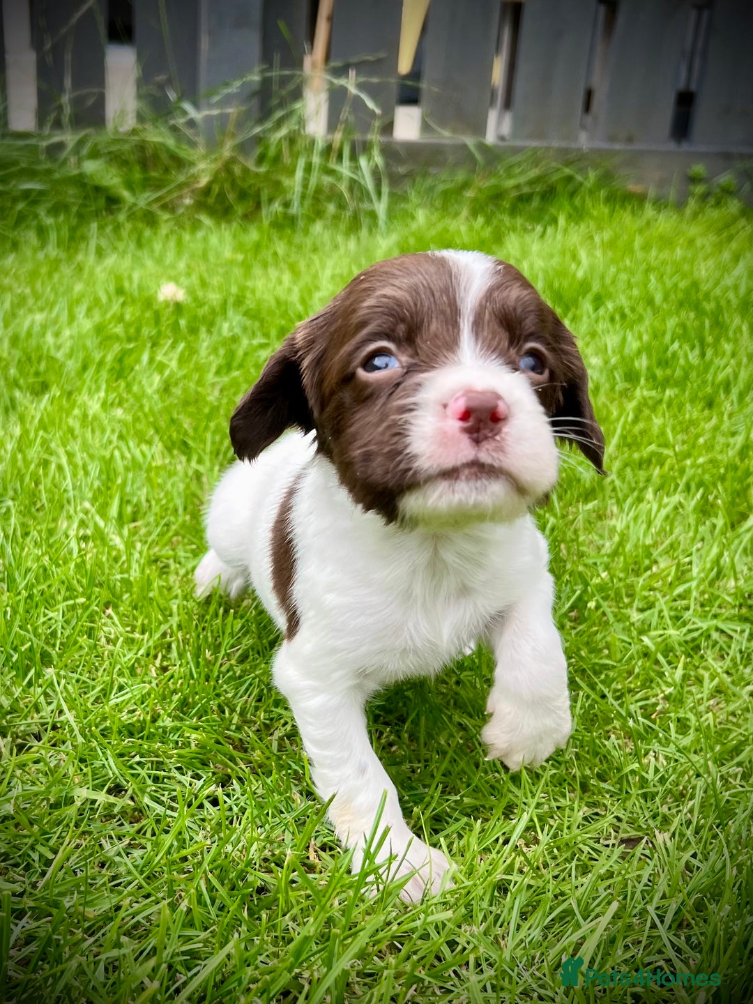 English Springer Spaniel dogs for sale: KC registered, English Springer Spaniel puppies  - Image 8