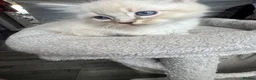 Ragdoll cats for sale: Spectacular lynx ragdoll kittens (2 boys) - Advert 6