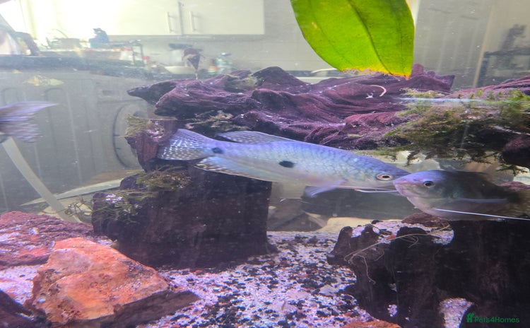 Gouramis fish - Advert 1