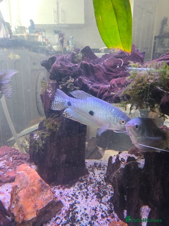 Gouramis fish - Advert 1
