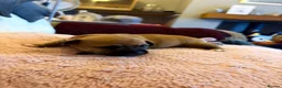 Chihuahua dogs for sale: Puppy chihuahuas  - Advert 38
